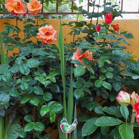 Casa Maestro Lelo - Acogedora Canaria Con Patios Y Jardines De Flores