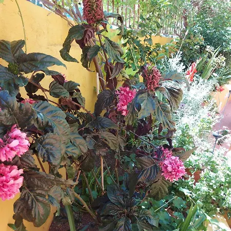 Casa Maestro Lelo – Acogedora Canaria Con Patios Y Jardines De Flores *