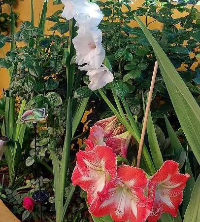Casa Maestro Lelo – Acogedora Canaria Con Patios Y Jardines De Flores Сasa de vacaciones
