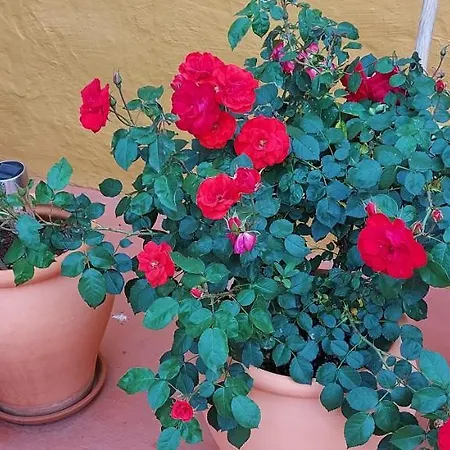 Casa Maestro Lelo – Acogedora Canaria Con Patios Y Jardines De Flores