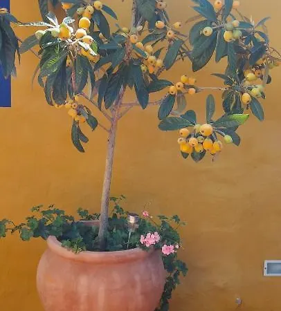 Casa Maestro Lelo – Acogedora Canaria Con Patios Y Jardines De Flores * Las Palmas de Gran Canaria